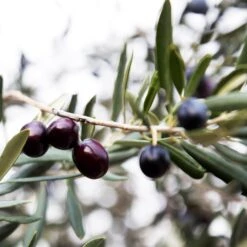 Arbequina Olive Tree - USDA Organic 10 Arbequina Olive Tree - USDA Organic -Fast Growing Trees Arbequina Olive 2 FGT 59db1ad0 ae94 44e8 a3fd ed29b67f0ba4