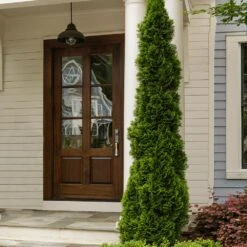 Degroot's Spire Thuja Arborvitae Tree 10 Degroot's Spire Thuja Arborvitae Tree -Fast Growing Trees Arborvitae degroots Spire 3