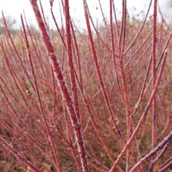 Arctic Fire® Red Twig Dogwood 10 Arctic Fire® Red Twig Dogwood -Fast Growing Trees Arctic Fire Twig Dogwood 3