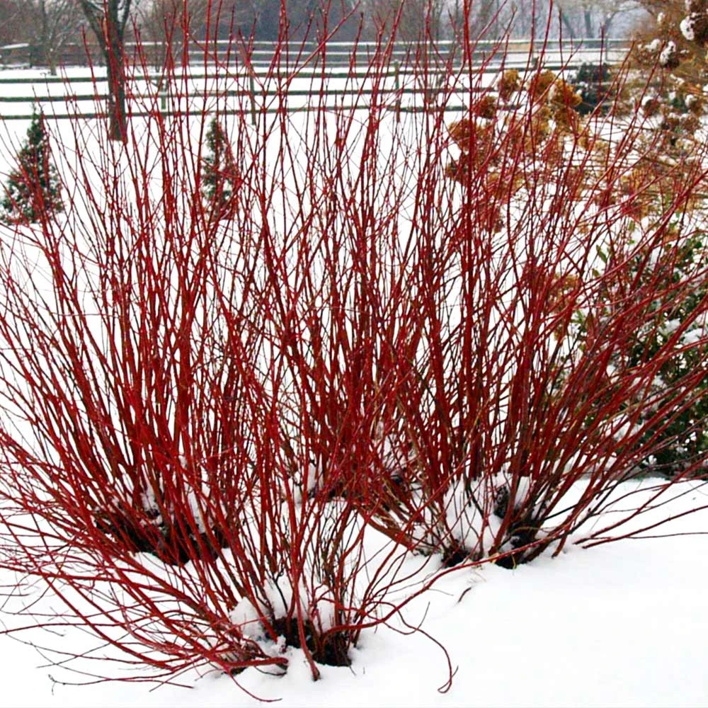 Arctic Fire® Red Twig Dogwood 6 Arctic Fire® Red Twig Dogwood - Image 4