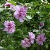 Ardens Rose Of Sharon Althea Shrub 2 Ardens Rose Of Sharon Althea Shrub -Fast Growing Trees Ardens Rose of Sharon FGT 600x600 457c9491 47ef 4aa0 8317 eab1882be387