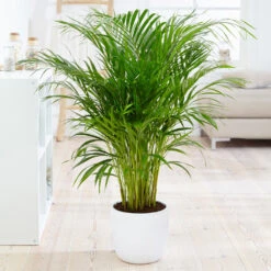 Boho House Plant Kit 13 Boho House Plant Kit -Fast Growing Trees Areca Palm 4 FGT fcbe875e 49cd 4b51 b093 6501553ebaf3