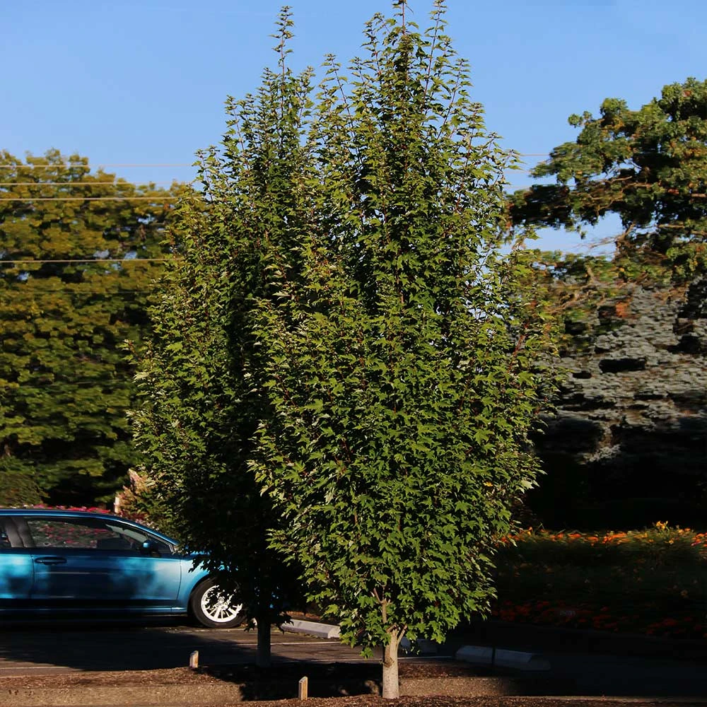 Armstrong Gold® Maple 7 Armstrong Gold® Maple - Image 5