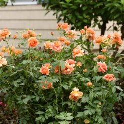 At Last® Rose 13 At Last® Rose -Fast Growing Trees At Last Rose 7 FGT