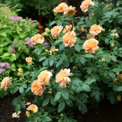 At Last® Rose 11 At Last® Rose -Fast Growing Trees At Last Rose4