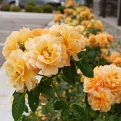 At Last® Rose 12 At Last® Rose -Fast Growing Trees At Last Rose 2 FGT