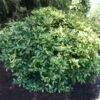 Japanese Gold Dust Aucuba Shrub 1 Japanese Gold Dust Aucuba Shrub -Fast Growing Trees Aucuba Japonica Gold Dust 600x600 5fbb13f8 57d7 41a4 8038 4f2d1c089017