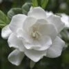 August Beauty Gardenia Shrub 1 August Beauty Gardenia Shrub -Fast Growing Trees August Beauty Gardenia 2 FGT