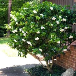 August Beauty Gardenia Shrub 11 August Beauty Gardenia Shrub -Fast Growing Trees August Beauty Gardenia 3 FGT
