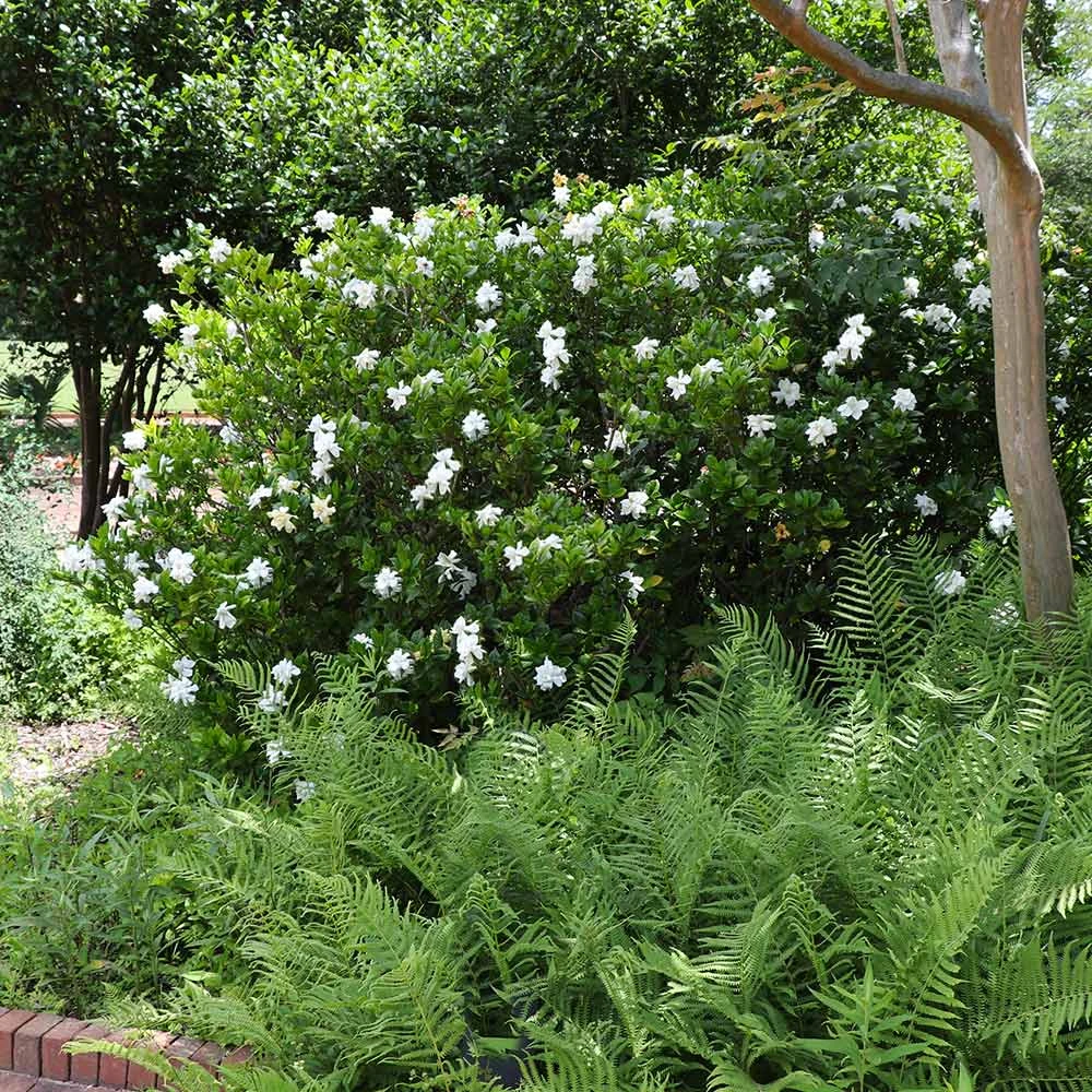 August Beauty Gardenia Shrub 6 August Beauty Gardenia Shrub - Image 4