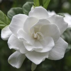 August Beauty Gardenia Shrub 9 August Beauty Gardenia Shrub -Fast Growing Trees August Beauty Gardenia FGT 600x600 bef31f7d 4b59 484e a528 14d16f570e49