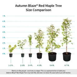 Autumn Blaze® Red Maple Tree 17 Autumn Blaze® Red Maple Tree -Fast Growing Trees Autumn Blaze Red Maple Size Comparison ugc test