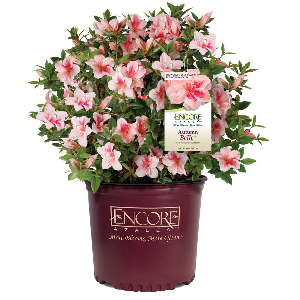 Autumn Belle® Encore® Azalea Shrub 7 Autumn Belle® Encore® Azalea Shrub - Image 5