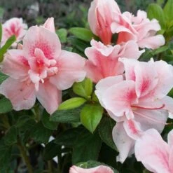 Autumn Belle® Encore® Azalea Shrub 10 Autumn Belle® Encore® Azalea Shrub -Fast Growing Trees Autumn Belle Encore Azalea FGT 3