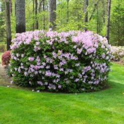 Autumn Belle® Encore® Azalea Shrub 11 Autumn Belle® Encore® Azalea Shrub -Fast Growing Trees Autumn Belle Encore Azalea FGT 5