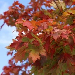 Autumn Blaze® Red Maple Tree 15 Autumn Blaze® Red Maple Tree -Fast Growing Trees Autumn Blaze Maple 1 FGT 02e73945 a16c 4061 b9a0 6b4cb44f5bb6