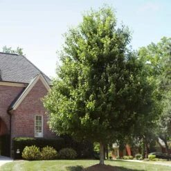 Autumn Blaze® Red Maple Tree 16 Autumn Blaze® Red Maple Tree -Fast Growing Trees Autumn Blaze Maple 2 FGT