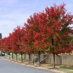 Autumn Blaze® Red Maple Tree 14 Autumn Blaze® Red Maple Tree -Fast Growing Trees Autumn Blaze Maple 3 FGT