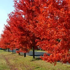 Autumn Blaze® Red Maple Tree 13 Autumn Blaze® Red Maple Tree -Fast Growing Trees Autumn Blaze Maple FGT