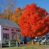 Autumn Blaze® Red Maple Tree 2 Autumn Blaze® Red Maple Tree -Fast Growing Trees Autumn Blaze Maple FGT 600x600 ff448029 ba05 4007 837e f320ae56420e