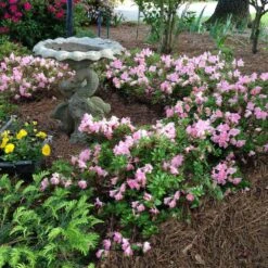 Autumn Debutante® Encore® Azalea 10 Autumn Debutante® Encore® Azalea -Fast Growing Trees Autumn Debutante Encore 1