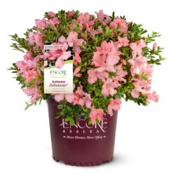Autumn Debutante® Encore® Azalea 12 Autumn Debutante® Encore® Azalea -Fast Growing Trees Autumn Debutante Encore 4