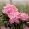 Autumn Debutante® Encore® Azalea 1 Autumn Debutante® Encore® Azalea -Fast Growing Trees Autumn Debutante Encore FGT 600x600 35b13a59 d650 4ece bdbc dda26d308139