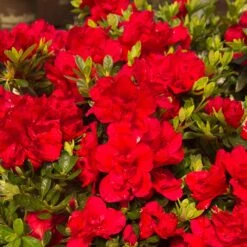 Autumn Bonfire® Encore® Azalea 8 Autumn Bonfire® Encore® Azalea -Fast Growing Trees Autumn Encore Bonfire Azaleas 1