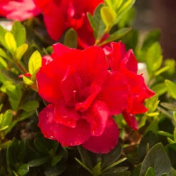Autumn Bonfire® Encore® Azalea 9 Autumn Bonfire® Encore® Azalea -Fast Growing Trees Autumn Encore Bonfire Azaleas 3