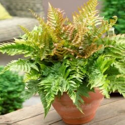 Sunset Hues House Plant Kit 12 Sunset Hues House Plant Kit -Fast Growing Trees Autumn Fern 1 4cb64db0 0944 4a6e a0be 5101c594c915