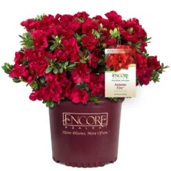Autumn Fire® Encore® Azalea Shrub 12 Autumn Fire® Encore® Azalea Shrub -Fast Growing Trees Autumn Fire Encore Azalea 1