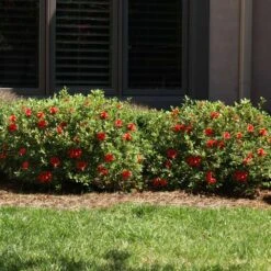 Autumn Fire® Encore® Azalea Shrub 11 Autumn Fire® Encore® Azalea Shrub -Fast Growing Trees Autumn Fire Encore Azalea 6