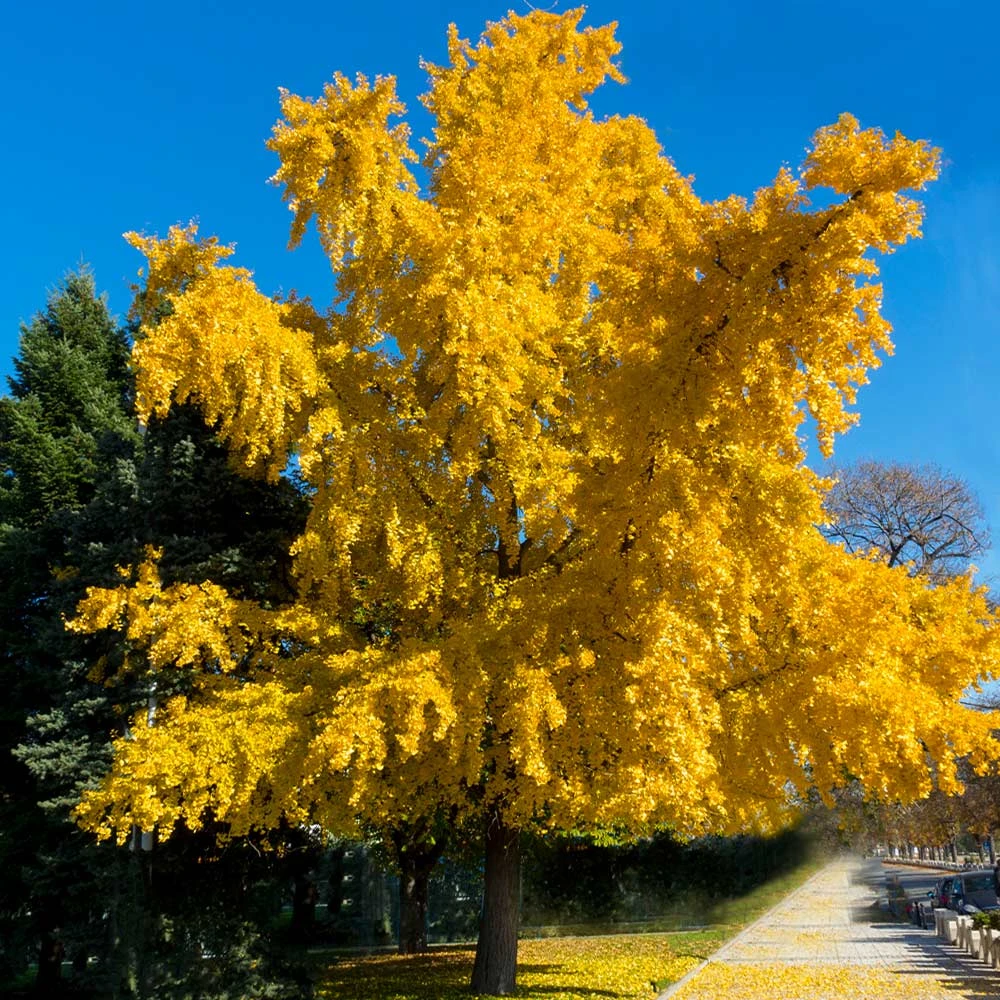 Autumn Gold Ginkgo Tree 4 Autumn Gold Ginkgo Tree - Image 2