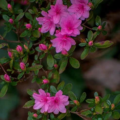 Karen Azalea Shrub 7 Karen Azalea Shrub -Fast Growing Trees Azalea Karen 1