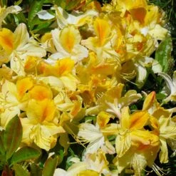 Lemon Lights Azalea Shrub 8 Lemon Lights Azalea Shrub -Fast Growing Trees Azalea Lemon lights 1