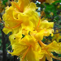 Lemon Lights Azalea Shrub 9 Lemon Lights Azalea Shrub -Fast Growing Trees Azalea Lemon lights 2