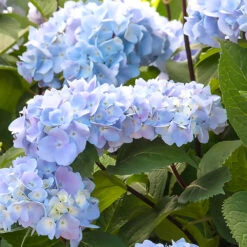 Blue Enchantress® Hydrangea 9 Blue Enchantress® Hydrangea -Fast Growing Trees BLue Enchantress Hydrangea 1 BB