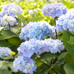 Blue Enchantress® Hydrangea 10 Blue Enchantress® Hydrangea -Fast Growing Trees BLue Enchantress Hydrangea 2 FGT