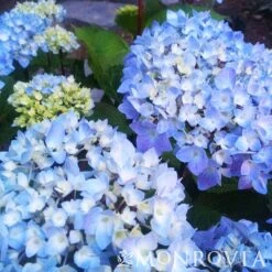 Blue Enchantress® Hydrangea 11 Blue Enchantress® Hydrangea -Fast Growing Trees BLue Enchantress Hydrangea 4 FGT