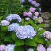 Blue Enchantress® Hydrangea 1 Blue Enchantress® Hydrangea -Fast Growing Trees BLue Enchantress Hydrangea FGT 600x600 7b5d35ff 1f6a 471d a8d4 9a9c6618ba67