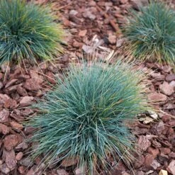 Blue Fescue Grass 8 Blue Fescue Grass -Fast Growing Trees BLue Fescue Grass 3 FGT