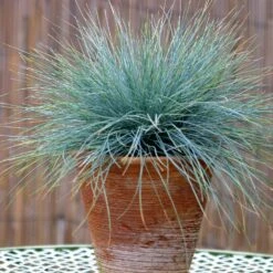 Blue Fescue Grass 9 Blue Fescue Grass -Fast Growing Trees BLue Fescue Grass 5