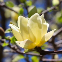 Magnolia 'Butterflies' Tree 9 Magnolia 'Butterflies' Tree -Fast Growing Trees BUtterflies Magnolia 3 FGT