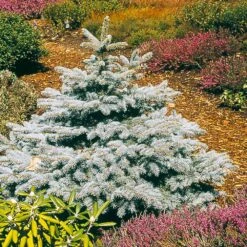 Baby Blue Spruce Tree 7 Baby Blue Spruce Tree -Fast Growing Trees Baby Blue 2