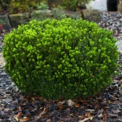 Baby Gem™ Boxwood Shrub 13 Baby Gem™ Boxwood Shrub -Fast Growing Trees Baby Gem 1