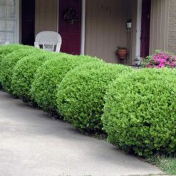 Baby Gem™ Boxwood Shrub 11 Baby Gem™ Boxwood Shrub -Fast Growing Trees Baby Gem 2
