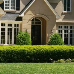 Baby Gem™ Boxwood Shrub 10 Baby Gem™ Boxwood Shrub -Fast Growing Trees Baby Gem 4