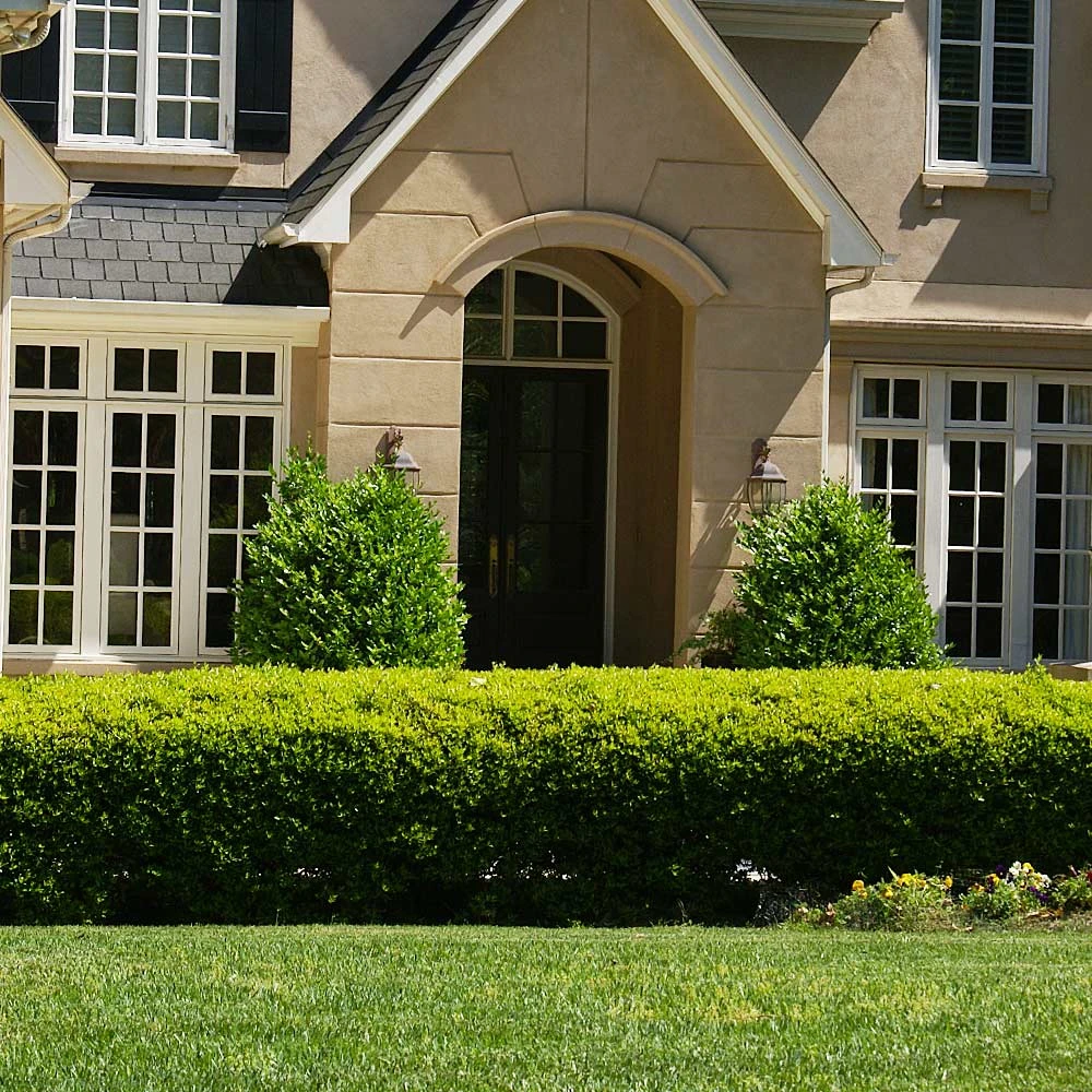 Baby Gem™ Boxwood Shrub 5 Baby Gem™ Boxwood Shrub - Image 3