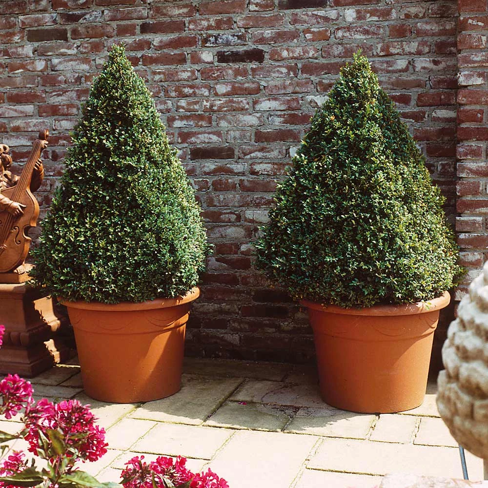 Baby Gem™ Boxwood Shrub 7 Baby Gem™ Boxwood Shrub - Image 5