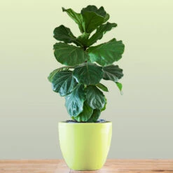New Apartment House Plant Kit 12 New Apartment House Plant Kit -Fast Growing Trees Bambino FIddleLeafFIg 1 FGT bd3dd921 c687 4854 8196 8b43f064984d